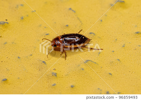 Adult Predaceous Diving Beetle Adult Predaceous Diving Beetle 96859493