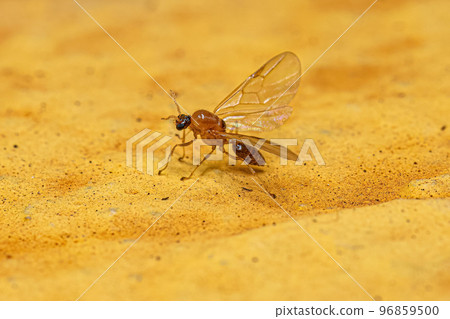 Adult Male Cocktail Ant Adult Male Cocktail Ant 96859500