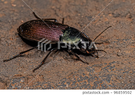 Adult Ground Beetle 96859502