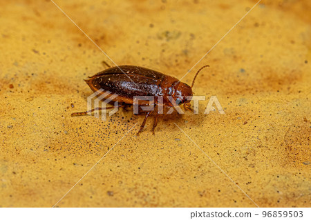 Adult Predaceous Diving Beetle Adult Predaceous Diving Beetle 96859503