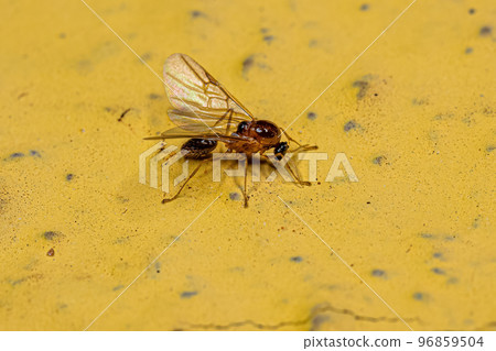 Adult Male Cocktail Ant Adult Male Cocktail Ant 96859504