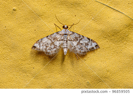 Adult Crambid Moth Adult Crambid Moth 96859505