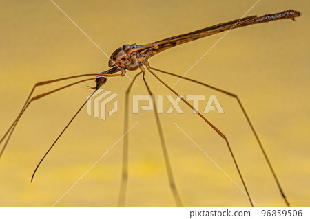Adult Limoniid Crane Fly Adult Limoniid Crane Fly 96859506