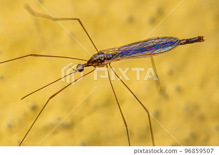 Adult Limoniid Crane Fly Adult Limoniid Crane Fly 96859507