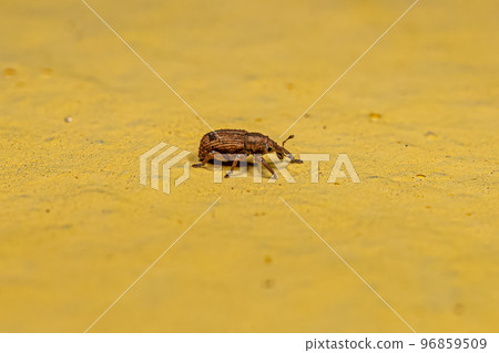 Adult True Weevil Adult True Weevil 96859509