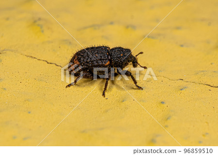 Adult True Weevil Adult True Weevil 96859510