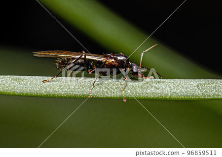 Adult Male Winged Carpenter Ant Adult Male Winged Carpenter Ant 96859511