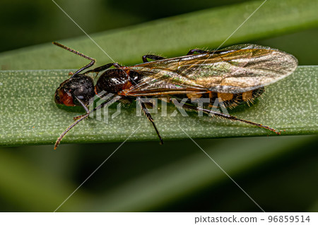 Adult Female Six Spotted Carpenter Queen Ant Adult Female Six Spotted Carpenter Queen Ant 96859514