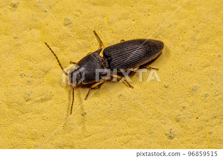 Adult Click Beetle Adult Click Beetle 96859515
