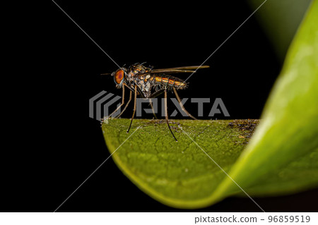 Adult Long-legged Fly 96859519