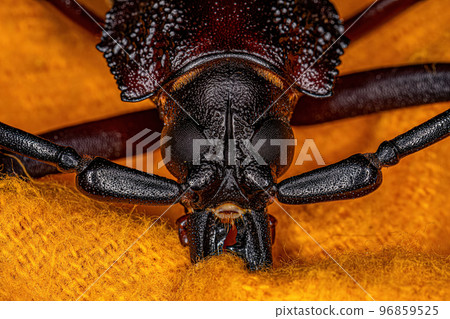 Adult Giant Prionid Beetle 96859525