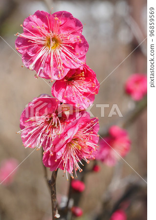 Plum blossoms (Kagoshima Red) - Stock Photo [96859569] - PIXTA