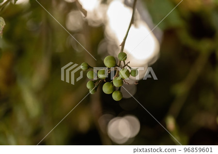 flowering plant commonly known as jurubeba 96859601