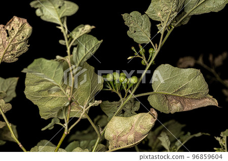 flowering plant commonly known as jurubeba 96859604