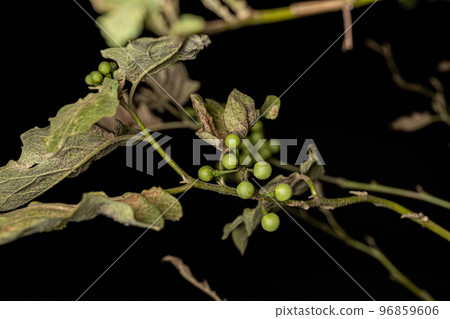flowering plant commonly known as jurubeba 96859606