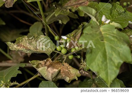 flowering plant commonly known as jurubeba 96859609