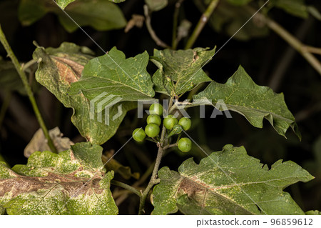 flowering plant commonly known as jurubeba 96859612