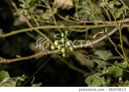 flowering plant commonly known as jurubeba 96859613