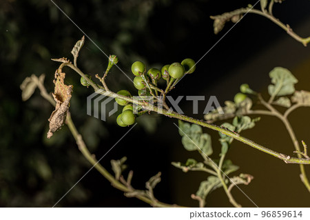 flowering plant commonly known as jurubeba 96859614
