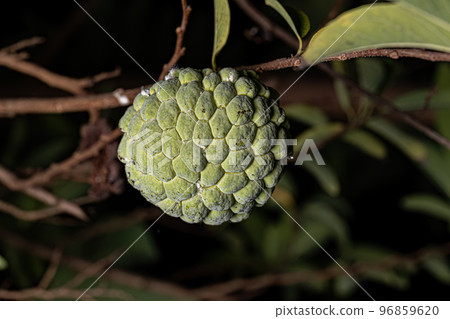 Sweetsop Green Fruit Sweetsop Green Fruit 96859620