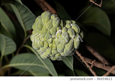 Sweetsop Green Fruit Sweetsop Green Fruit 96859621