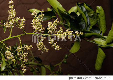 Ambarella Flowering Tree Ambarella Flowering Tree 96859622