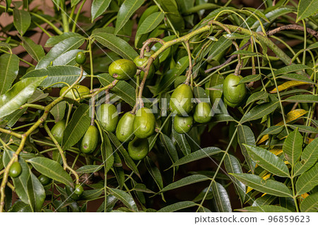 Ambarella Fruiting Tree Ambarella Fruiting Tree 96859623
