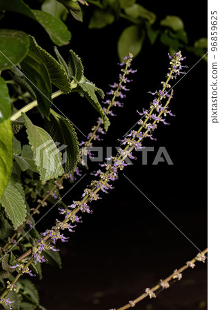 Indian Borage Flower Indian Borage Flower 96859625