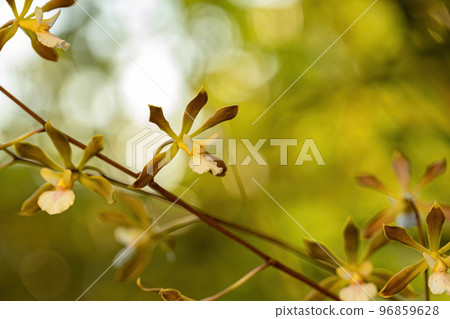 Small Orchid Flower 96859628