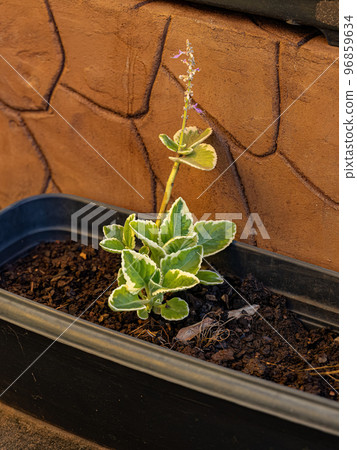 Indian Borage Plant 96859634