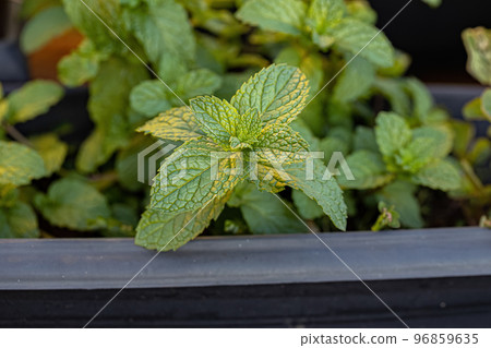 Small Spearmint Plant Small Spearmint Plant 96859635