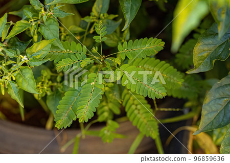 Small Wind Plant Small Wind Plant 96859636