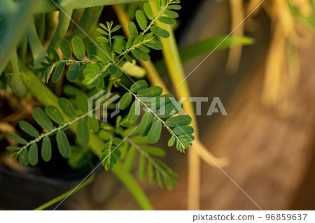 Small Wind Plant 96859637