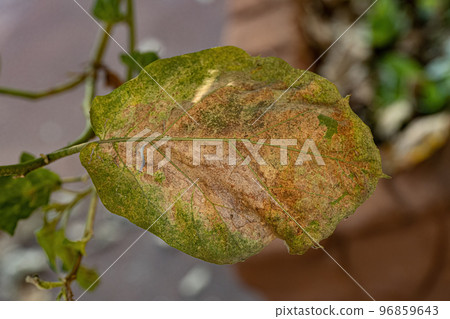 jurubeba tree with leaf damage 96859643