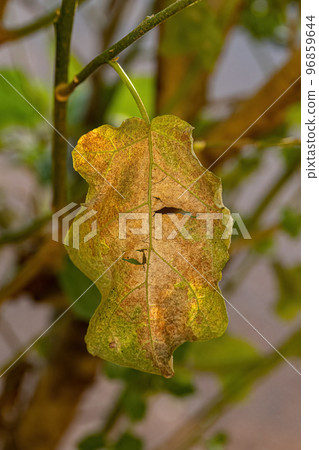jurubeba tree with leaf damage 96859644