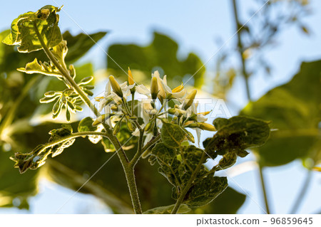 flowering plant known as jurubeba 96859645