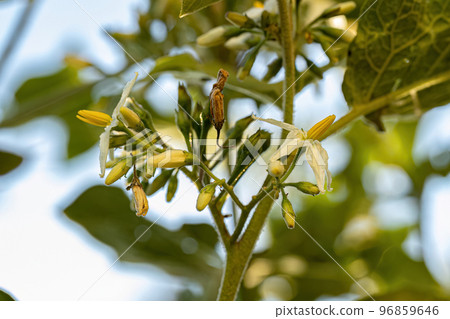 flowering plant known as jurubeba 96859646