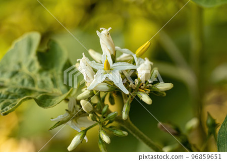 flowering plant known as jurubeba 96859651