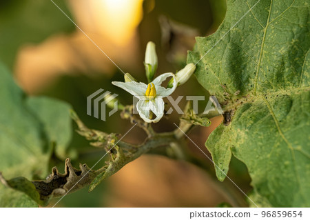flowering plant known as jurubeba 96859654