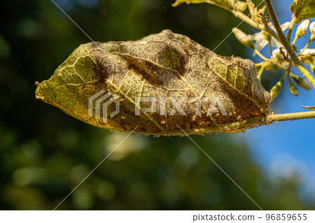 jurubeba tree with leaf damage 96859655
