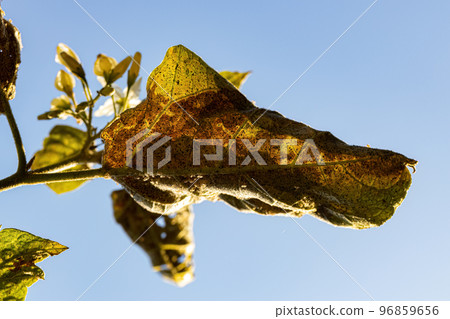 jurubeba tree with leaf damage 96859656