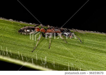 Adult Female Twig Ant Adult Female Twig Ant 96859670