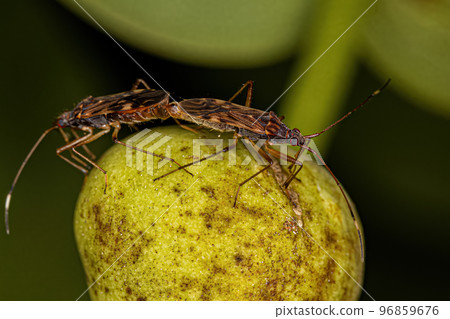 Adult Dirt-colored Seed Bugs Adult Dirt-colored Seed Bugs 96859676