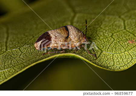 Adult Jewel Bug 96859677
