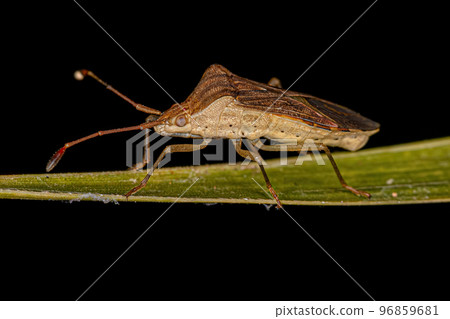 Adult Leaf-footed Bug Adult Leaf-footed Bug 96859681