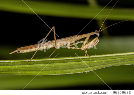 Adult Thespid Mantis 96859688