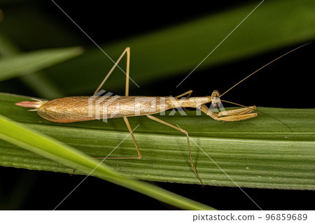 Adult Thespid Mantis Adult Thespid Mantis 96859689