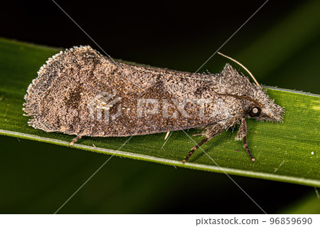 Adult Grass Tubeworm Moth Adult Grass Tubeworm Moth 96859690