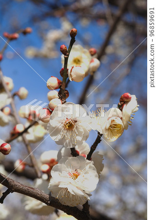 Plum blossoms (Tamen peony) Plum blossoms (Tamen peony) 96859691