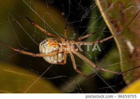 Female Adult Brown Widow Spider 96859705